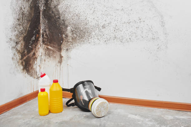 Best Commercial Mold Removal  in Jackson, WY