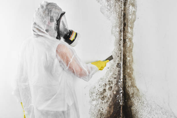 Best Home Mold Removal  in Jackson, WY