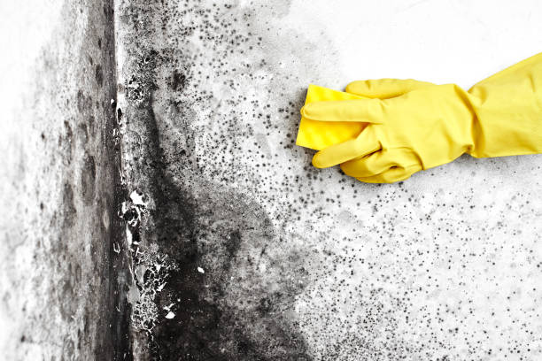 Best Affordable Mold Removal  in Jackson, WY