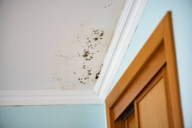 Jackson, WY Mold Removal Company
