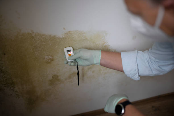 Best Mold Testing  in Jackson, WY