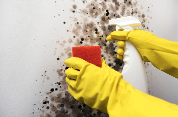 Best Attic Mold Removal  in Jackson, WY