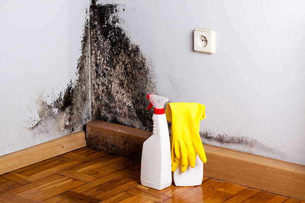 Best Certified Mold Removal  in Jackson, WY