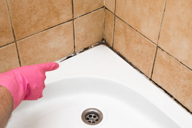 Best Best Mold Removal Companies  in Jackson, WY