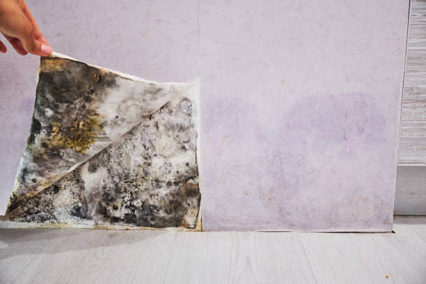 Best Home Mold Removal  in Jackson, WY